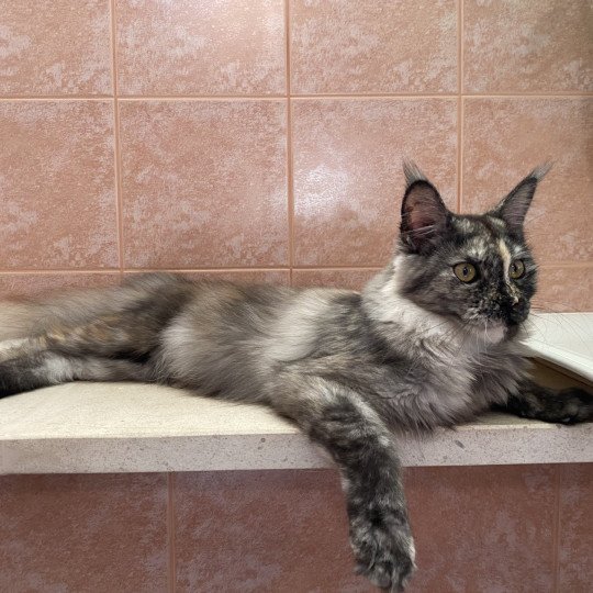 cat Maine Coon black tortie smoke Freya Lusiravn Maine Coon cattery