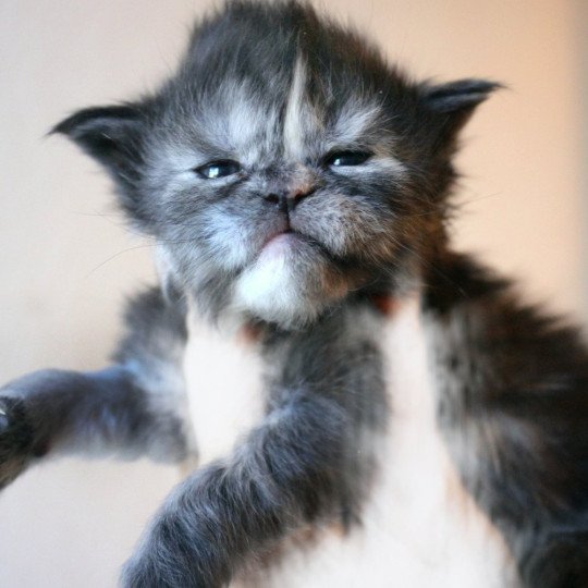 cat Maine Coon black tortie smoke Freya Lusiravn Maine Coon cattery