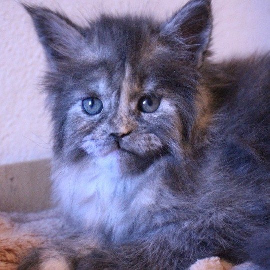 cat Maine Coon black tortie smoke Freya Lusiravn Maine Coon cattery