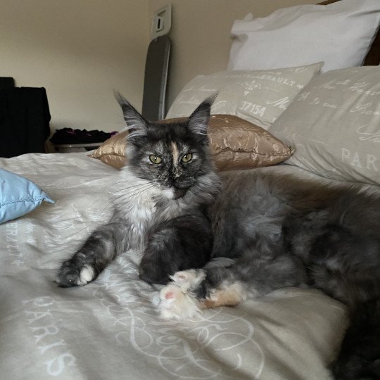 Freya Female Maine Coon