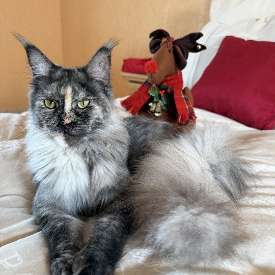 Freya Female Maine Coon