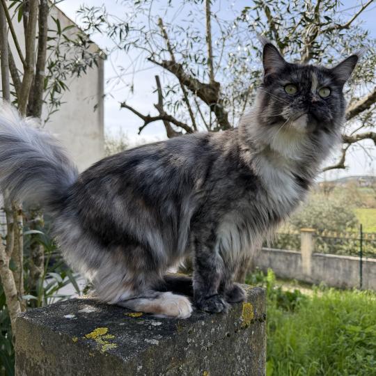 cat Maine Coon black tortie smoke Freya Lusiravn Maine Coon cattery