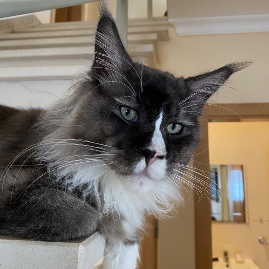 Houdini Male Maine Coon