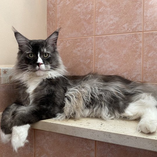 cat Maine Coon black smoke medaillon - locket - bikini - toes Houdini Lusiravn Maine Coon cattery