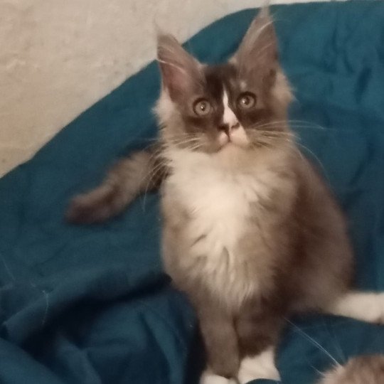 cat Maine Coon black smoke medaillon - locket - bikini - toes Houdini Lusiravn Maine Coon cattery