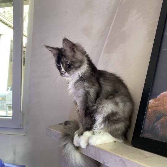 cat Maine Coon black smoke medaillon - locket - bikini - toes Houdini Lusiravn Maine Coon cattery