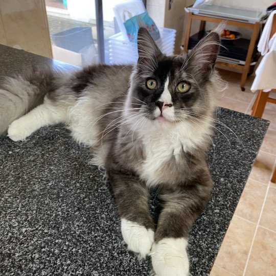 cat Maine Coon black smoke medaillon - locket - bikini - toes Houdini Lusiravn Maine Coon cattery