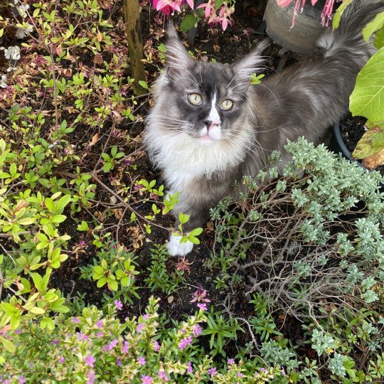 cat Maine Coon black smoke medaillon - locket - bikini - toes Houdini Lusiravn Maine Coon cattery