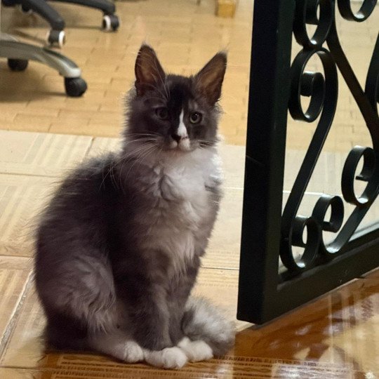 cat Maine Coon black smoke medaillon - locket - bikini - toes Houdini Lusiravn Maine Coon cattery