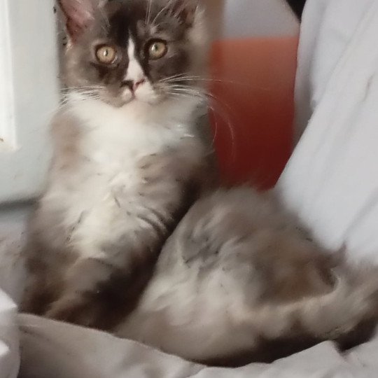 cat Maine Coon black smoke medaillon - locket - bikini - toes Houdini Lusiravn Maine Coon cattery