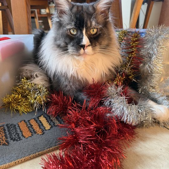 cat Maine Coon black smoke medaillon - locket - bikini - toes Houdini Lusiravn Maine Coon cattery