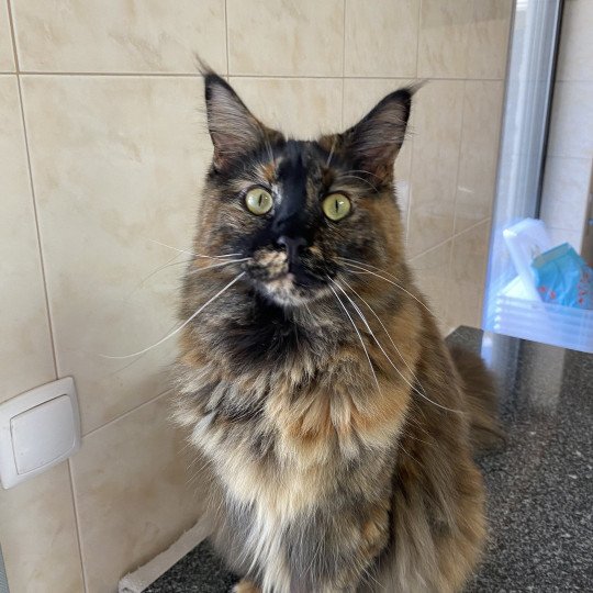 Jaya Female Maine Coon