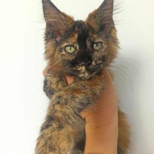 cat Maine Coon black tortie Jaya Lusiravn Maine Coon cattery