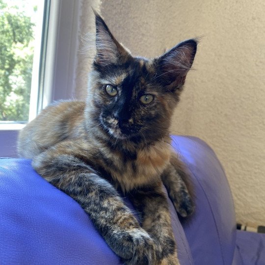 cat Maine Coon black tortie Jaya Lusiravn Maine Coon cattery