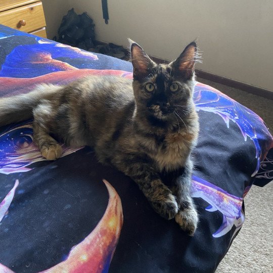 cat Maine Coon black tortie Jaya Lusiravn Maine Coon cattery