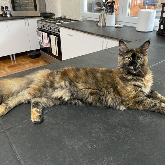 cat Maine Coon black tortie Jaya Lusiravn Maine Coon cattery