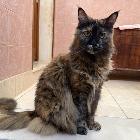 Jaya Female Maine Coon
