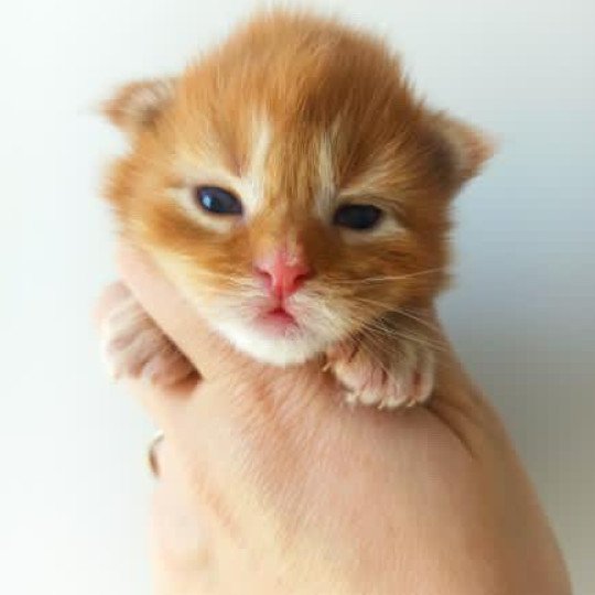 cat Maine Coon red blotched tabby Joshua Lusiravn Maine Coon cattery