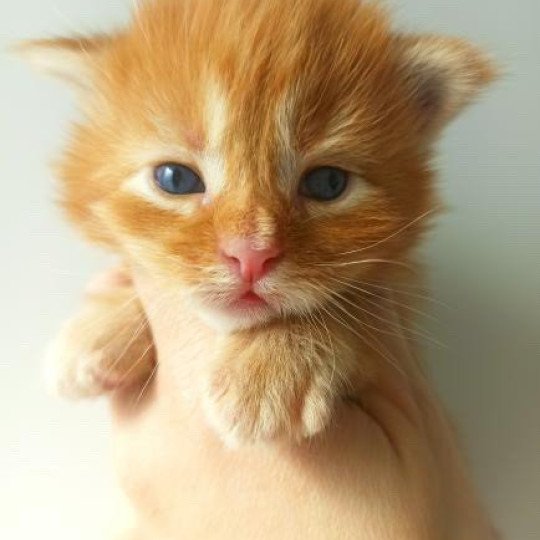 cat Maine Coon red blotched tabby Joshua Lusiravn Maine Coon cattery