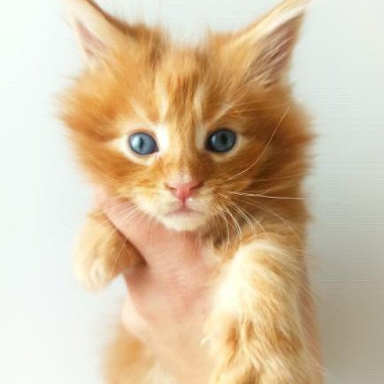 cat Maine Coon red blotched tabby Joshua Lusiravn Maine Coon cattery