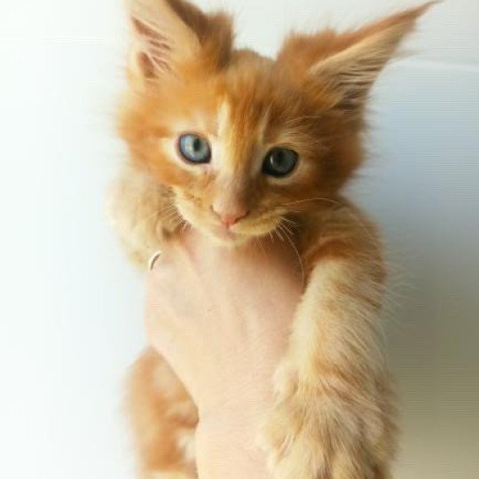 cat Maine Coon red blotched tabby Joshua Lusiravn Maine Coon cattery