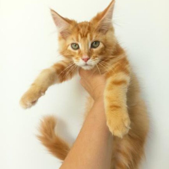 cat Maine Coon red blotched tabby Joshua Lusiravn Maine Coon cattery