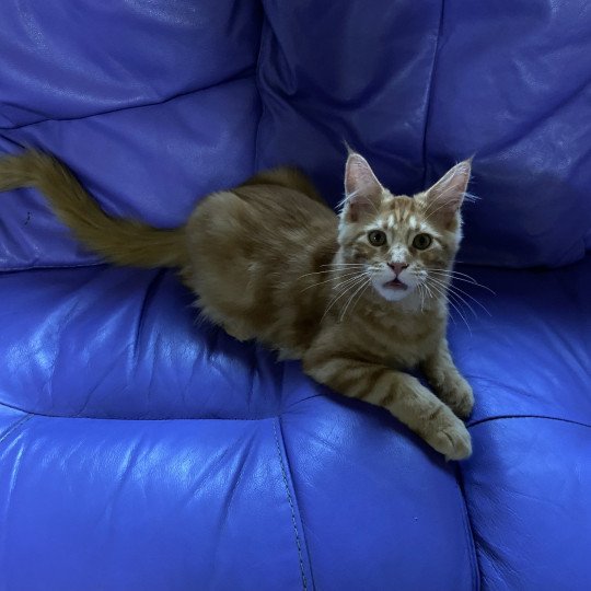 cat Maine Coon red blotched tabby Joshua Lusiravn Maine Coon cattery