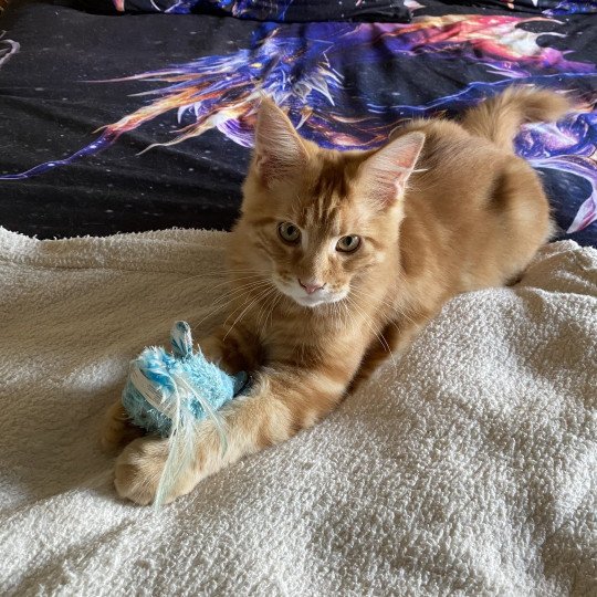 cat Maine Coon red blotched tabby Joshua Lusiravn Maine Coon cattery