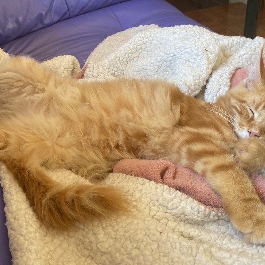 cat Maine Coon red blotched tabby Joshua Lusiravn Maine Coon cattery