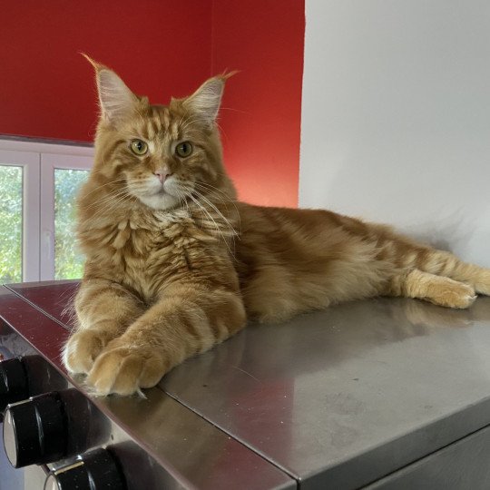 cat Maine Coon red blotched tabby Joshua Lusiravn Maine Coon cattery