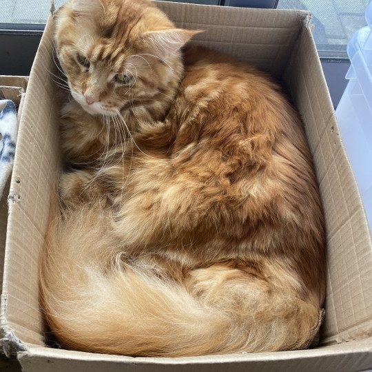 cat Maine Coon red blotched tabby Joshua Lusiravn Maine Coon cattery