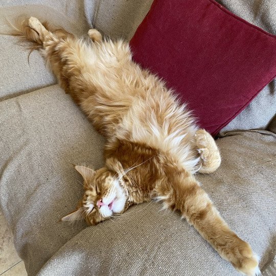 cat Maine Coon red blotched tabby Joshua Lusiravn Maine Coon cattery